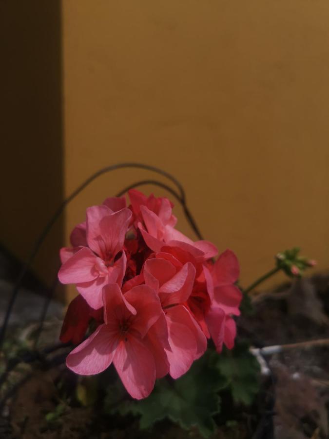 Dreamcatcher House Sarchí 外观 照片